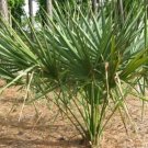 Sabal X Texensis Texas Palmetto Seeds Fresh Garden