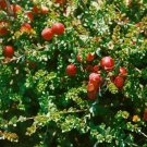 Vaccinium Vitis Idaea Lingonberry Shrub Seeds Fresh Garden
