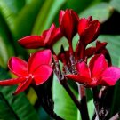 Plumeria Rubra Red Plumeria Seeds Fresh Garden