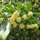 Osmanthus Fragrans Sweet Olive Shrub Seeds Fresh Garden