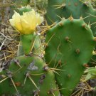 Opuntia Dillenii Beach Prickly Pear Cactus Seeds Fresh Garden