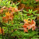 Rhododendron Calendulaceum Flame Azalea Seeds Fresh Garden