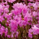 Rhododendron Mucronulatum Rhododendron Seeds Fresh Garden