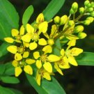 Galphimia Glauca Thryallis Seeds Fresh Garden