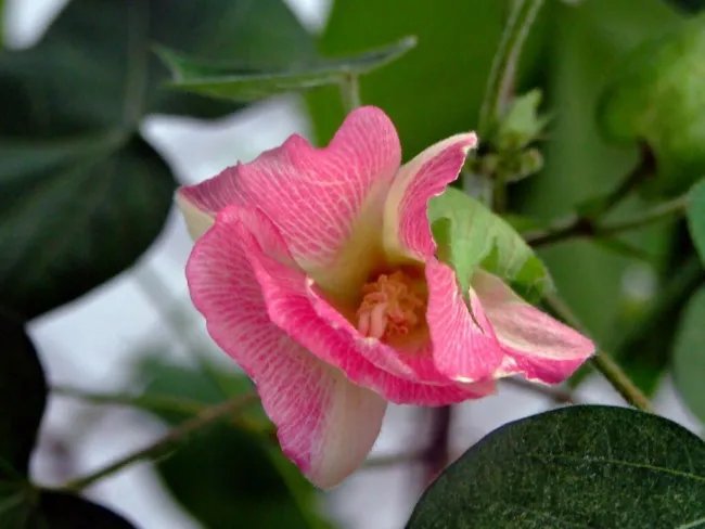 Gossypium Arboreum Red Flowered Tree Cotton Seeds Fresh Garden
