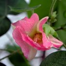 Gossypium Arboreum Red Flowered Tree Cotton Seeds Fresh Garden