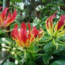 Gloriosa Superba Gloriosa Lily Vine Seeds Fresh Garden