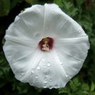 Merremia Dissecta Alamo Vine Seeds Fresh Garden
