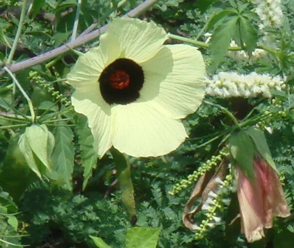 Hibiscus Vitifolius Grape Leaved Hibiscus Seeds Fresh Garden