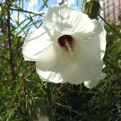Hibiscus Dasycalyx Neches River Hibiscus Seeds Fresh Garden