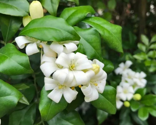 Murraya Paniculata Orange Jasmine Seeds Fresh Garden