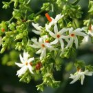 Nyctanthes Arbor Tristis Night Flowering Jasmine Seeds Fresh Garden
