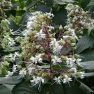 Clerodendrum Infortunatum Hill Glory Bower Seeds Fresh Garden