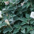 Datura Inoxia Fragrant White Flowers Seeds Fresh Garden