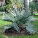 Nannorrhops Ritchiana Mazari Palm Seeds Fresh Garden