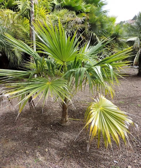 Coccothrinax Barbadensis Barbados Thatch Palm Seeds Fresh Garden