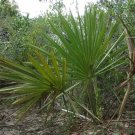 Sabal Etonia Scrub Palmetto Seeds Fresh Garden
