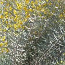 Cassia Phyllodinea Cassia Yellow Flowers Seeds Fresh Garden