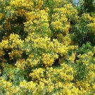 Cassia Condolleana Cassia Yellow Flowers Seeds Fresh Garden