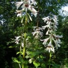 Cardiocrinum Giganteaum Giant Himalayan Lily Seeds Fresh Garden