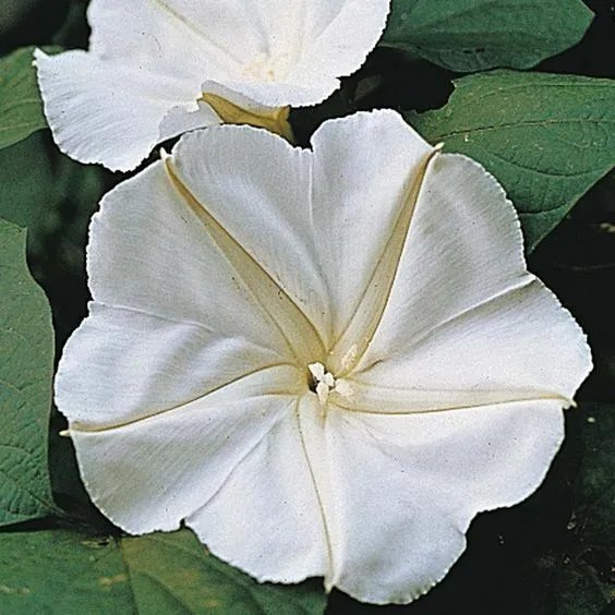 Calonyction Aculeatum Syn Ipomoea Alba Moonflower Vine Seeds Fresh Garden