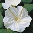 Calonyction Aculeatum Syn Ipomoea Alba Moonflower Vine Seeds Fresh Garden
