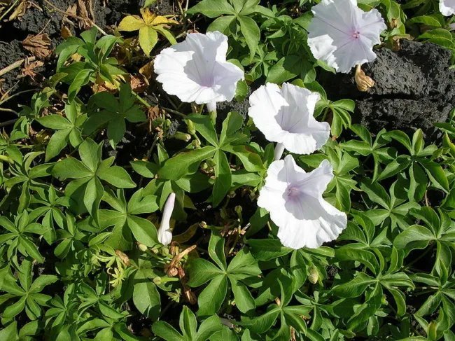 Ipomoea Cairica Alba Five Fingered Morning Glory Seeds Fresh Garden
