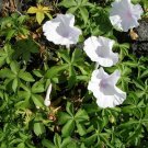 Ipomoea Cairica Alba Five Fingered Morning Glory Seeds Fresh Garden