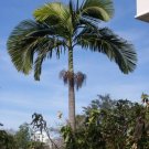 Archontophoenix Alexandrae King Palm Seeds Fresh Garden