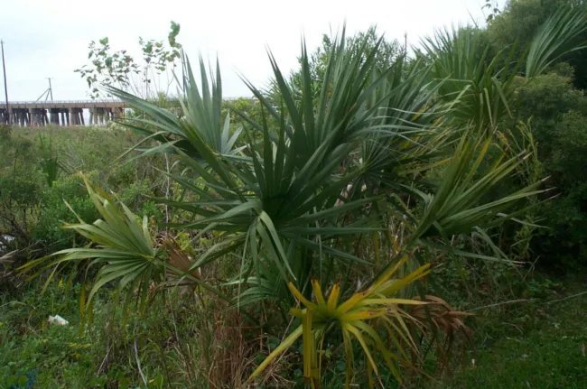 Sabal Minor Mccurtain Cold Hardy Dwarf Palmetto Seeds Fresh Garden