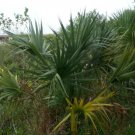 Sabal Minor Mccurtain Cold Hardy Dwarf Palmetto Seeds Fresh Garden