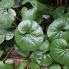 Farfugium Japonicum Gigantea Giant Leopard Plant Seeds Fresh Garden
