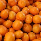 Citrus Reticulata Murcott Honey Tangerine Tree Seeds Fresh Garden