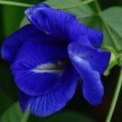 Clitoria Ternatea Rare Double Blue Flowers Exotic Vine Seeds Fresh Garden
