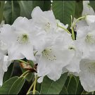Rhododendron Griffithianum Rhododendron Seeds Fresh Garden