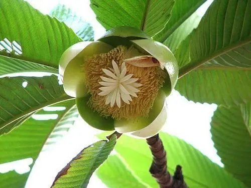 Dillenia Indica Elephant Apple Tree Seeds Fresh Garden