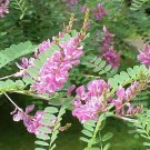 Indigofera Tinctoria Indigo 10 Seeds Fresh Garden