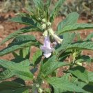 Sesamum Indicum Sesame 10 Seeds Fresh Garden