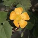 Abutilon Indicum Unique Perennial Seeds Fresh Garden