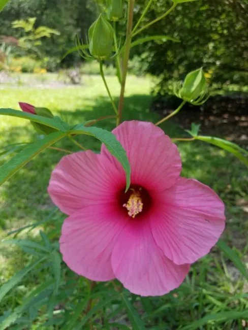 Hibiscus Laevis Lufkin Red Halberd Leaved Hibiscus Seeds Fresh Garden