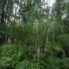 Syagrus Romanzoffianum Cold Hardy Queen Palm Seeds Fresh Garden