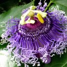 Passiflora Incarnata Hardy Dark Purple Form Seeds Fresh Garden