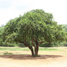 Limonia Acidissima Wood Apple Tree Seeds Fresh Garden