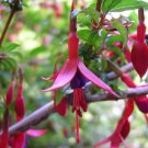 Fuchsia Magellanica Hardy Fuchsia Seeds Fresh Garden