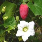 Coccinia Grandis Ivy Gourd Seeds Fresh Garden