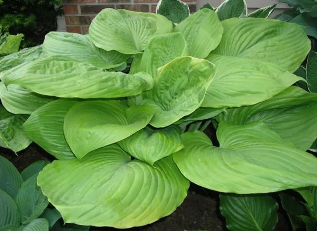 Hosta Sum And Substance Huge Leaves Seeds Fresh Garden