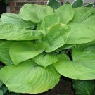 Hosta Sum And Substance Huge Leaves Seeds Fresh Garden