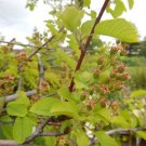 20 Seeds Saskatoon Serviceberry Aka Western Pacific Juneberry Fresh Garden