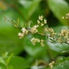 40 Seeds White Flowering Henna Tree Lawsonia Inermis Var Alba Dye Fresh Garden