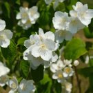 40Seed Western Mock Orange Philadelphus Lewisii Native White Yellow Flower Shrub Fresh Garden